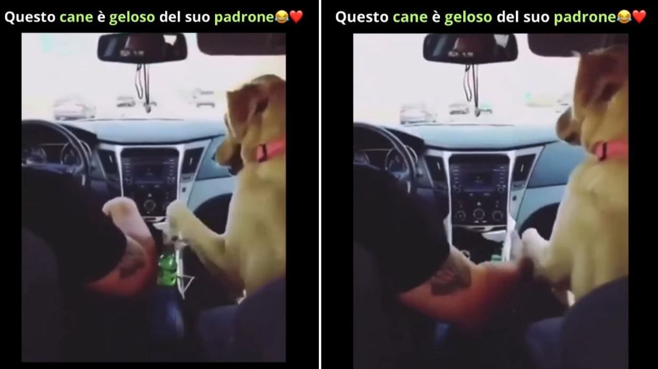 Cane è geloso del proprio padrone