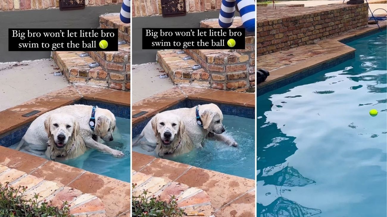 Cane ha paura di nuotare in piscina