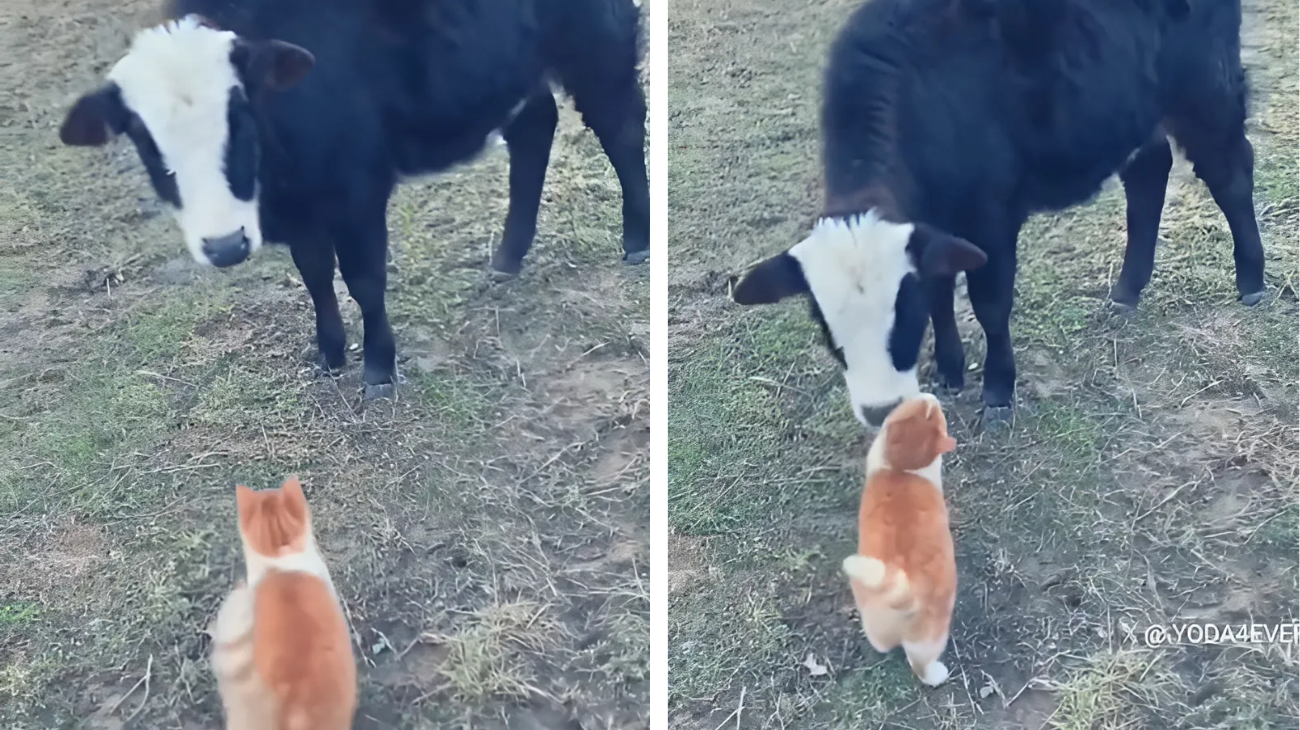 gatto si innamora di una mucca video