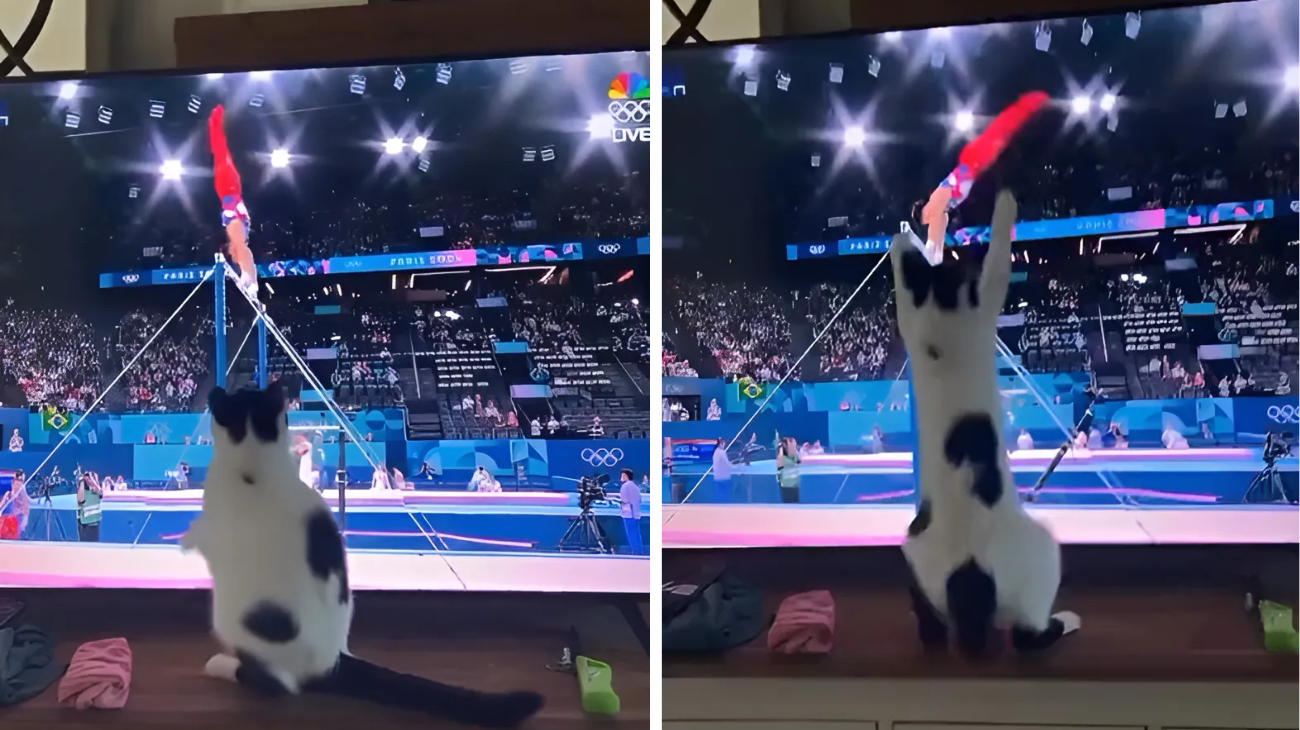 gatto guarda olimpiadi tv