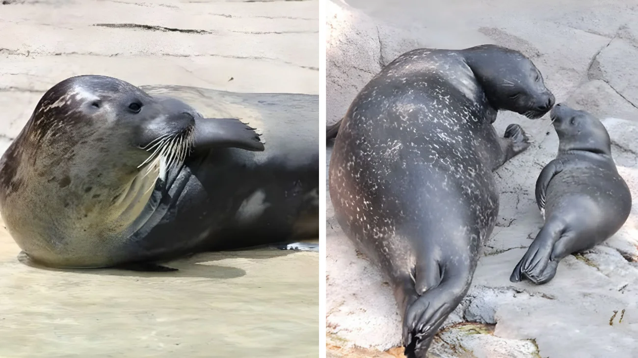 mamma foca partorisce cucciolo