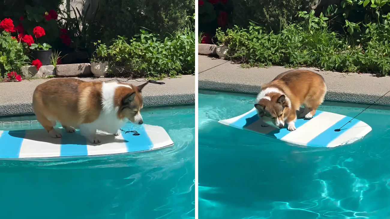 corgi tuffo in piscina