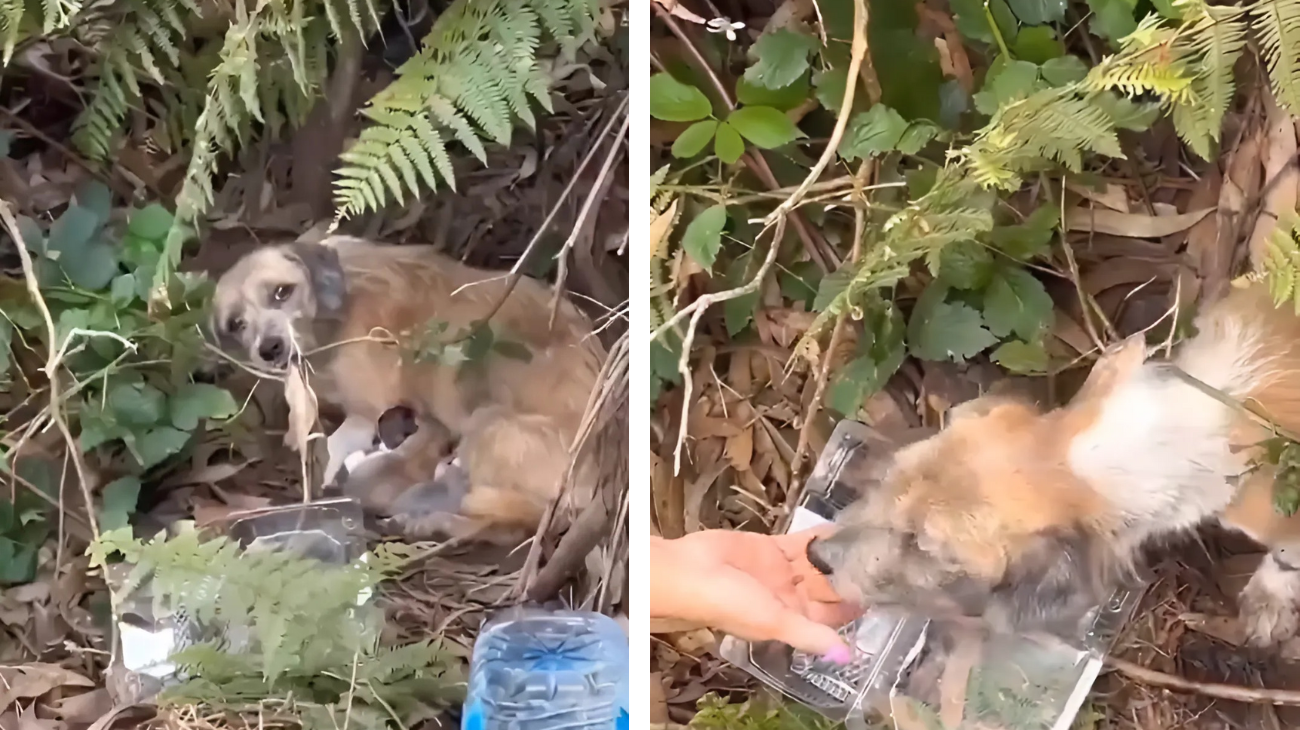 mamma cagna cuccioli abbandonati