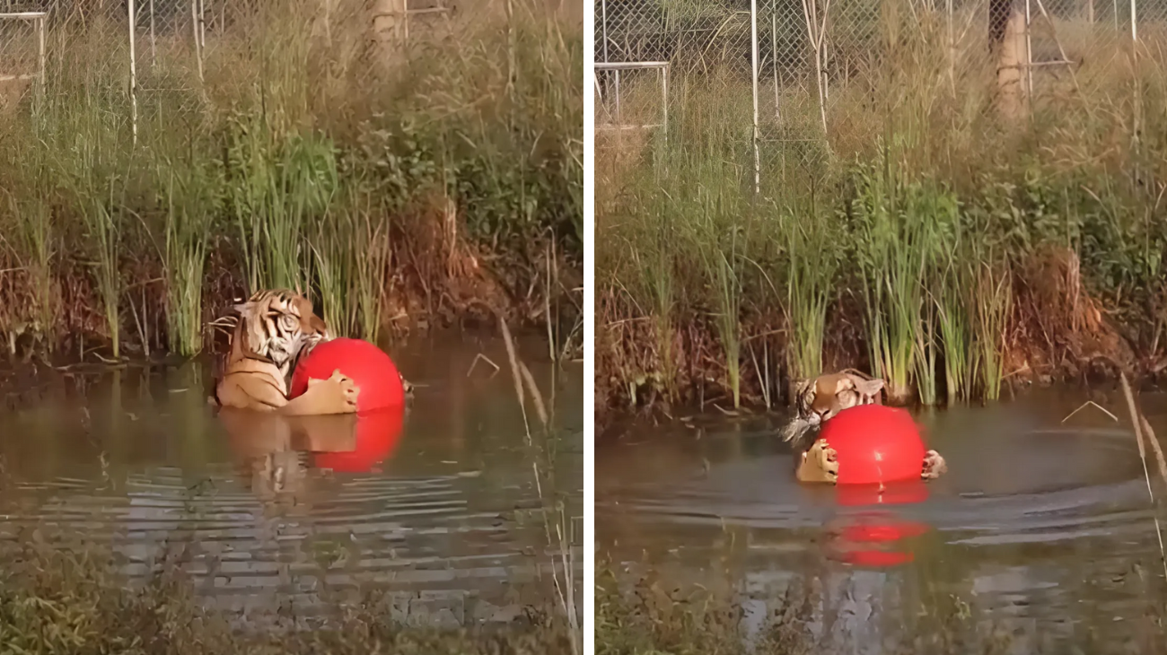 tigre gioca con la palla