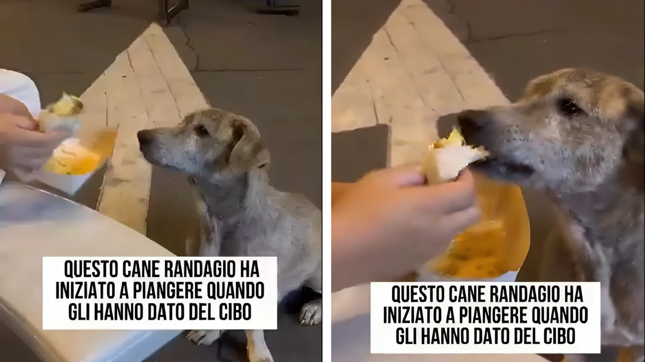 offre cibo cane randagio