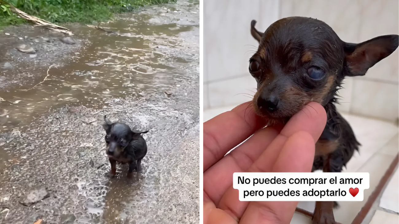 trova cucciolo abbandonato salva