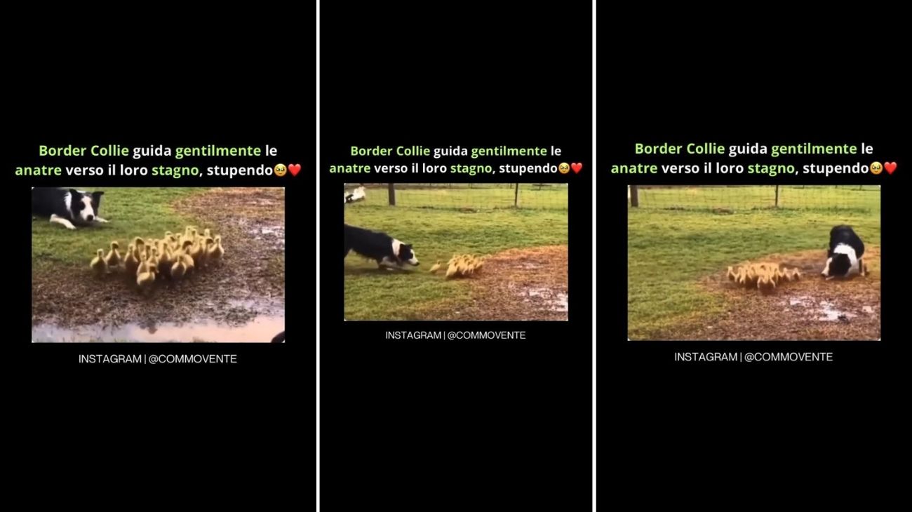 Cane accompagna gentilmente le anatre al loro stagno